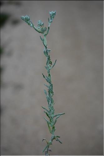 Filago_germanica_SP