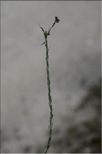 Filago_minima1_SP
