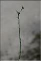 Filago_minima1_SP