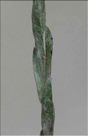 Filago_minima2_SP