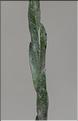 Filago_minima2_SP