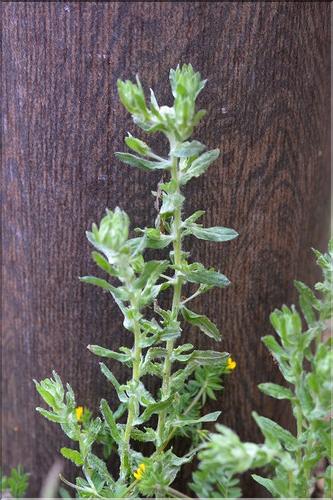 Filago_pyramidata_SP