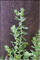 Filago_pyramidata_SP