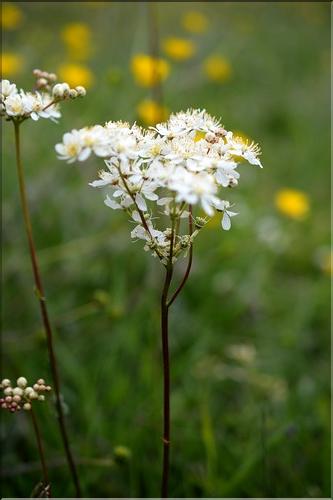 Filipendula_sp1_SP