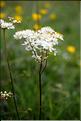 Filipendula_sp1_SP
