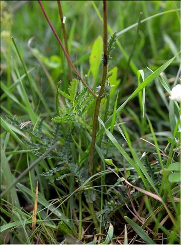 Filipendula_sp2_SP
