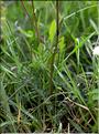 Filipendula_sp2_SP