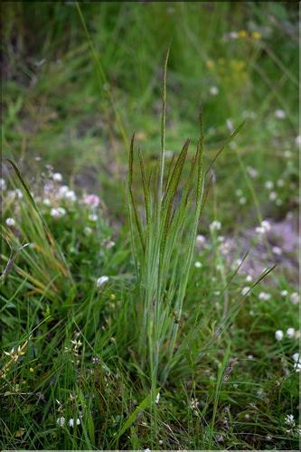 Gaudinia_fragilis1_SP