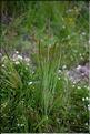 Gaudinia_fragilis1_SP