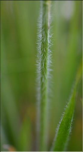 Gaudinia_fragilis2_SP