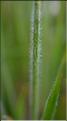 Gaudinia_fragilis2_SP