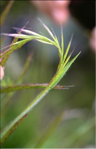 Gaudinia_fragilis3_SP