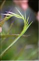 Gaudinia_fragilis3_SP