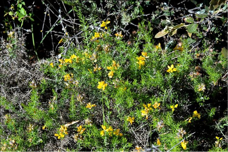 Genista_hispanica1_SP