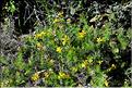 Genista_hispanica1_SP