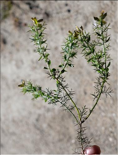 Genista_hispanica2_SP