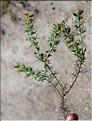 Genista_hispanica2_SP