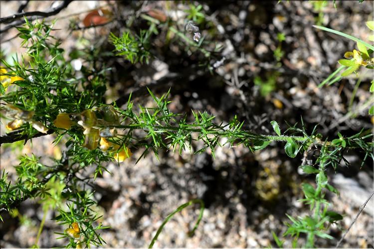 Genista_hispanica3_SP