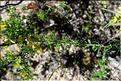 Genista_hispanica3_SP