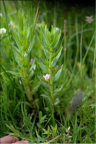 Gratiola_officinalis2_SP