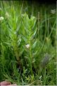 Gratiola_officinalis2_SP