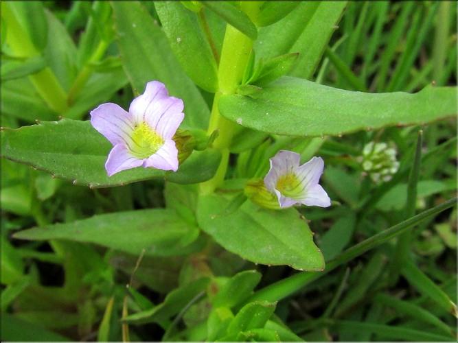 Gratiola_officinalis3_MB