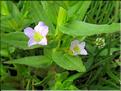 Gratiola_officinalis3_MB