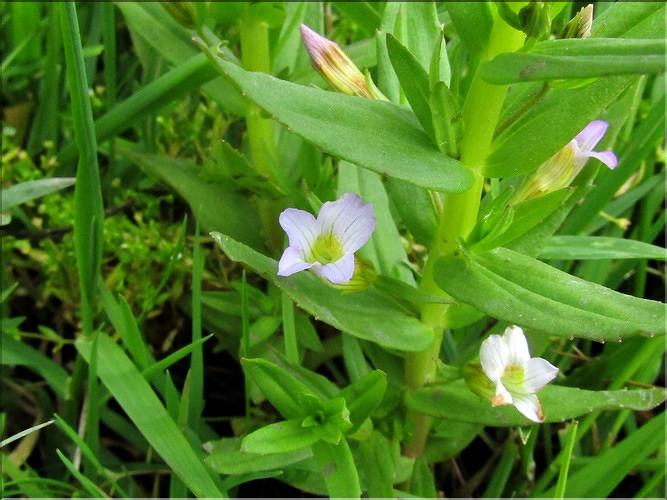 Gratiola_officinalis4_MB