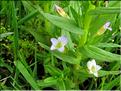 Gratiola_officinalis4_MB