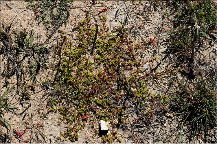 Herniaria_glabra_SP