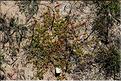 Herniaria_glabra_SP