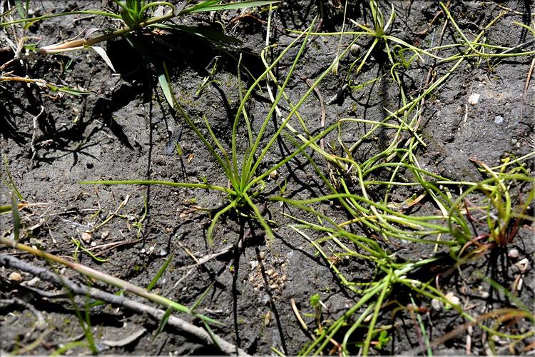 Isoetes_setacea1_SP