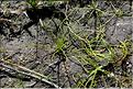 Isoetes_setacea1_SP