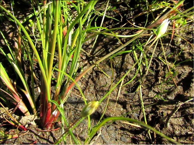 Isoetes_setacea2_MB