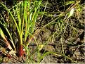 Isoetes_setacea2_MB