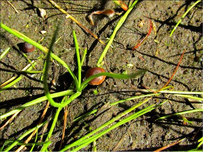 Isoetes_setacea3_MB