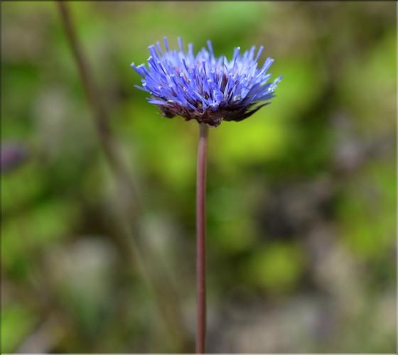 Jasione_montana2_SP