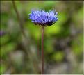 Jasione_montana2_SP