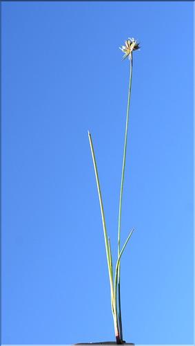 Juncus_articulatus_SP