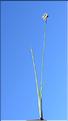 Juncus_articulatus_SP