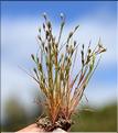 Juncus_bufonius1_SP