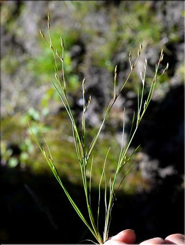 Juncus_hybridus1_SP