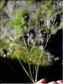Juncus_hybridus1_SP
