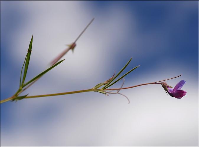 Lathyrus_angulatus1_SP