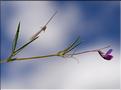 Lathyrus_angulatus1_SP
