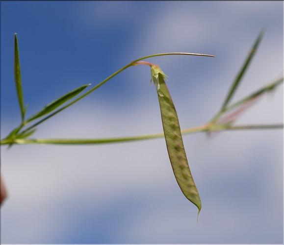 Lathyrus_angulatus2_SP