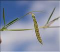 Lathyrus_angulatus2_SP