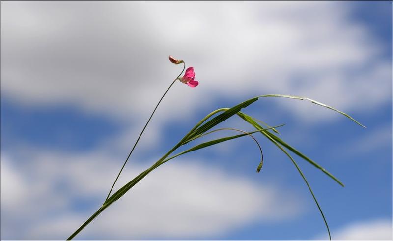Lathyrus_nissolia1_SP