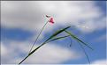 Lathyrus_nissolia1_SP