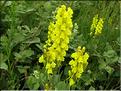 Linaria_ angustissima1_MB